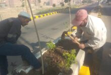  3 ورديات تعيد وجه دسوق الحضاري نظافة وتشجير وري ورفع مخلفات