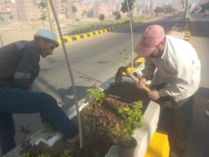 3 ورديات تعيد وجه دسوق الحضاري نظافة وتشجير وري ورفع مخلفات