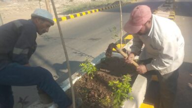  3 ورديات تعيد وجه دسوق الحضاري نظافة وتشجير وري ورفع مخلفات