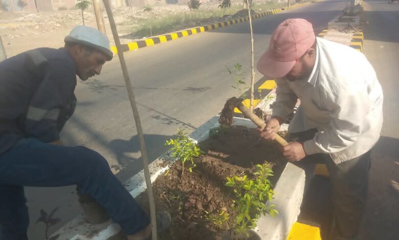 3 ورديات تعيد وجه دسوق الحضاري نظافة وتشجير وري ورفع مخلفات